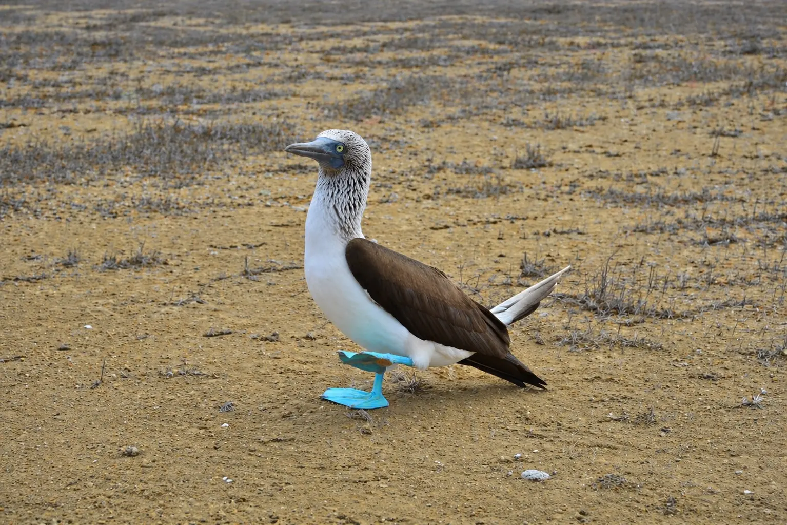 Galapagos island hopping package
